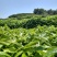 诏安乌龙八仙茶，高山茶叶茶香浓耐泡员工茶农场茶园