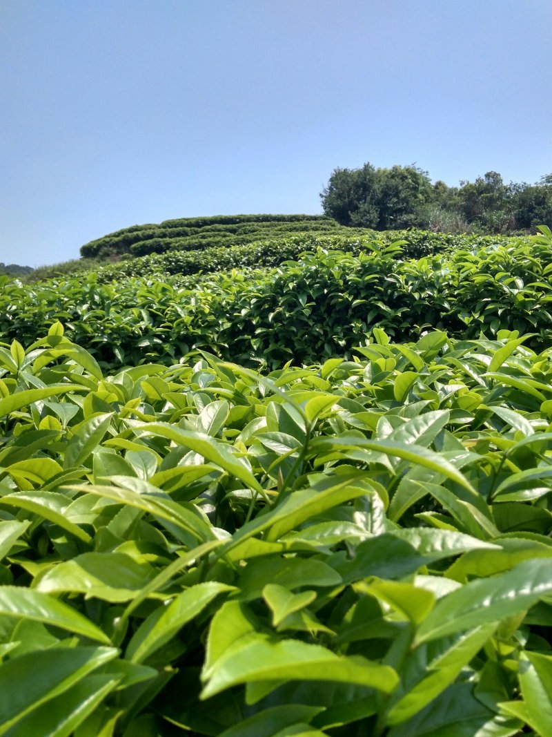 诏安乌龙八仙茶，高山茶叶茶香浓耐泡员工茶农场茶园