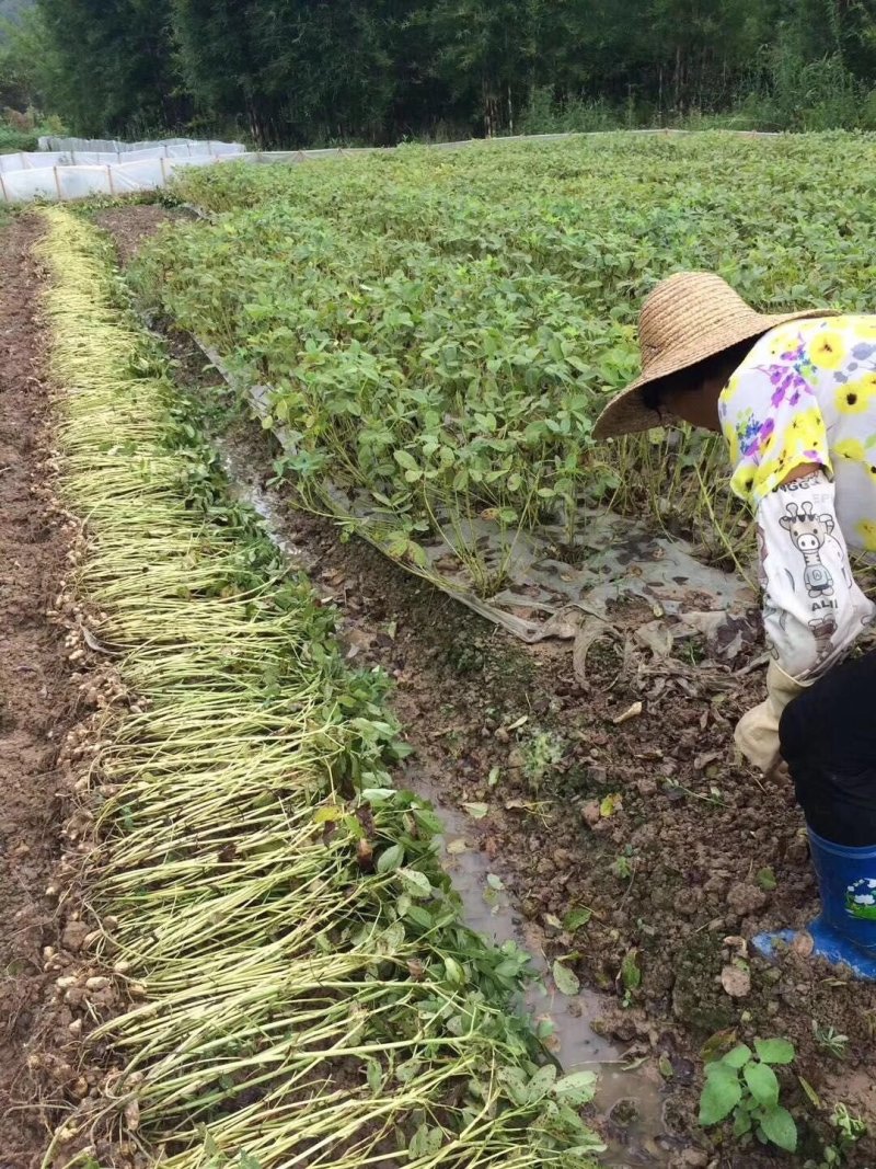 自家鲜榨花生油绝无添加