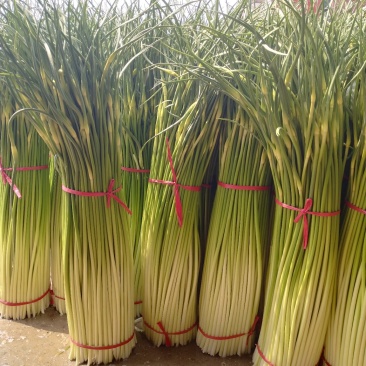 白帽蒜薹万亩蒜苔收货市场，场地日供货100吨架子库遇冷