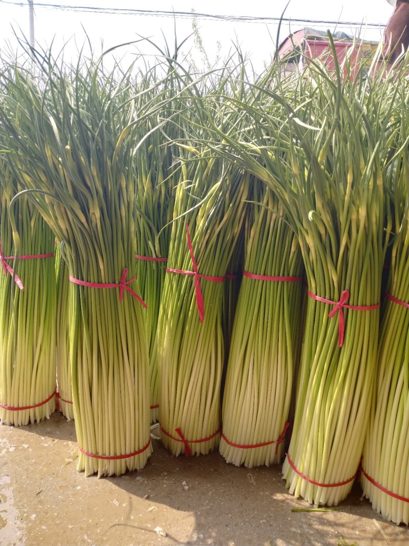 白帽蒜薹万亩蒜苔收货市场，场地日供货100吨架子库遇冷