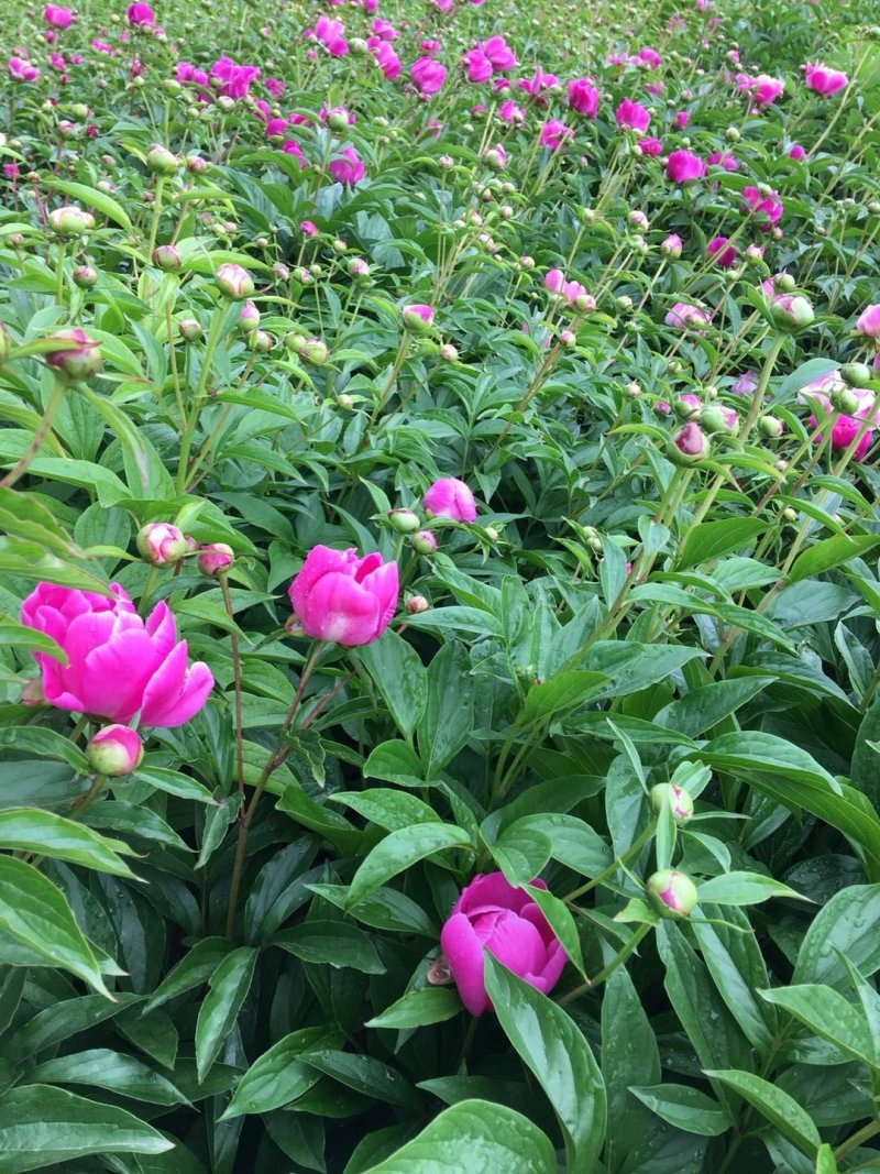 芍药苗多花芍药苗赤芍苗白芍种苗