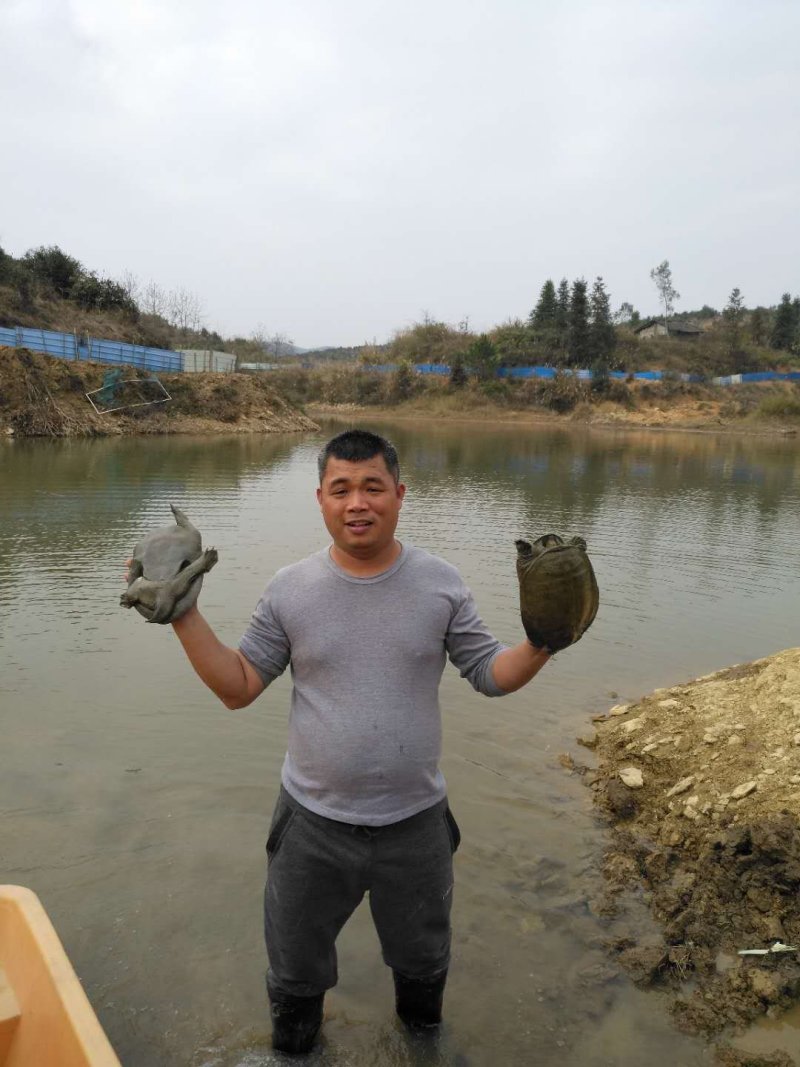 有机乌鳖，养殖6年，2~5斤