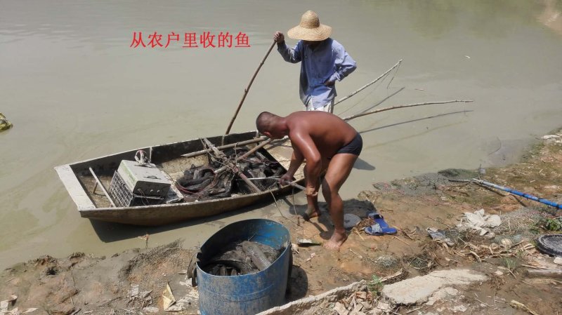 有机乌鳖，养殖6年，2~5斤
