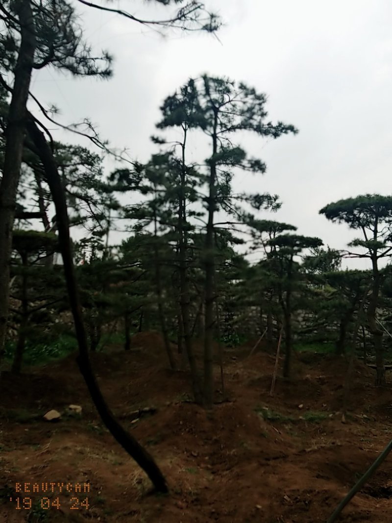 造型油松，地径24_28七米高