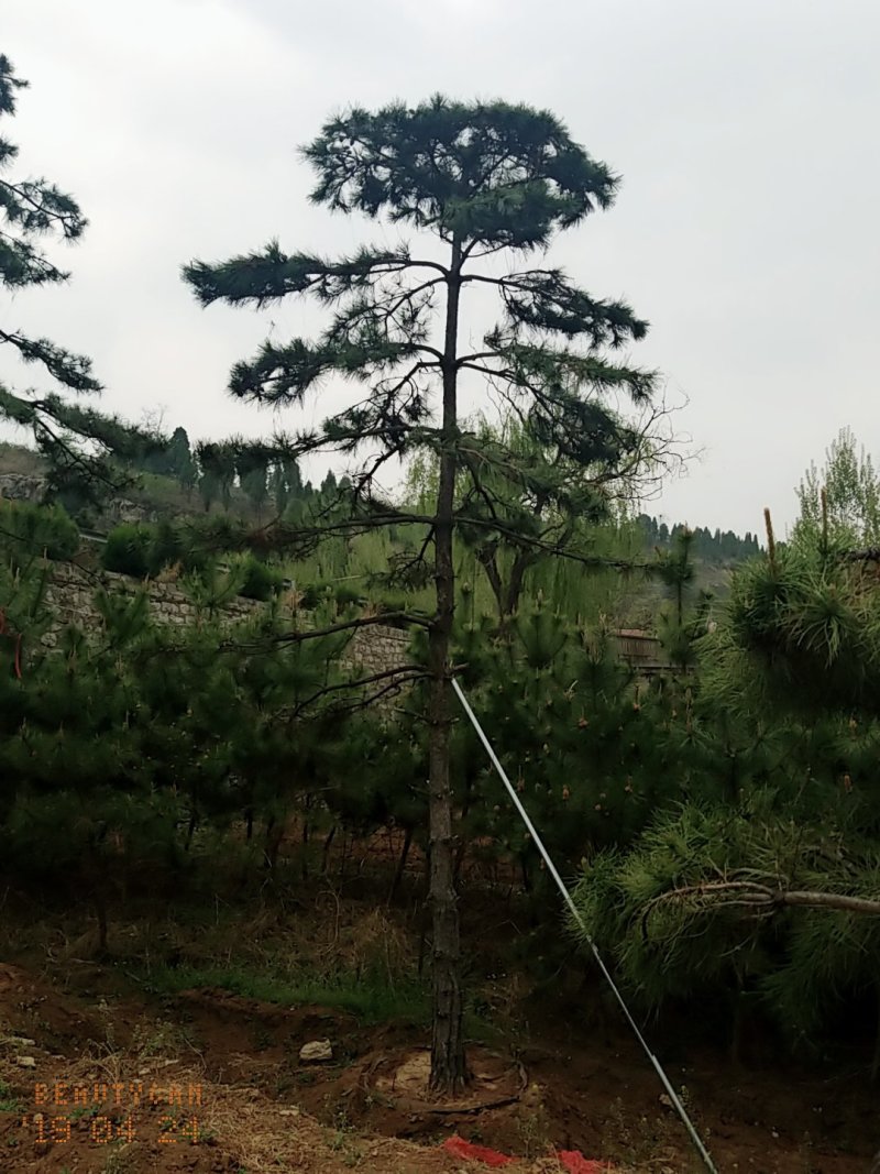 造型油松，地径24_28七米高
