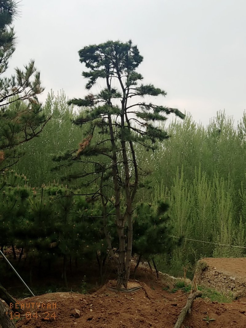 造型油松，地径24_28七米高