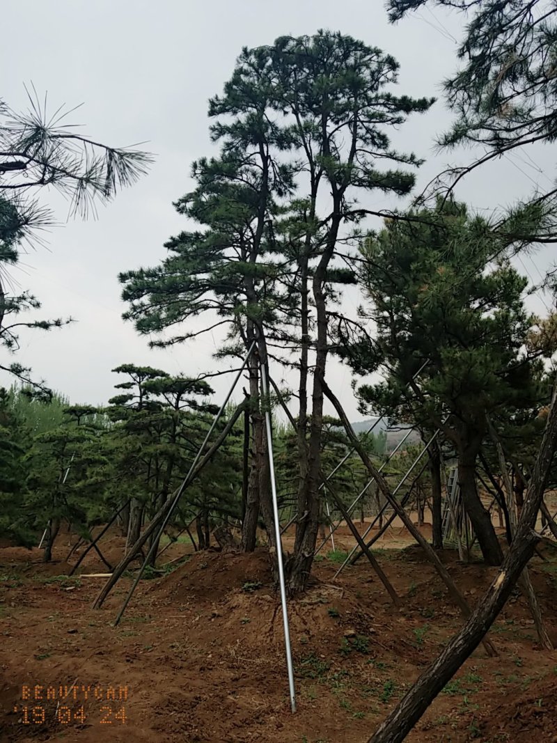 造型油松，地径24_28七米高