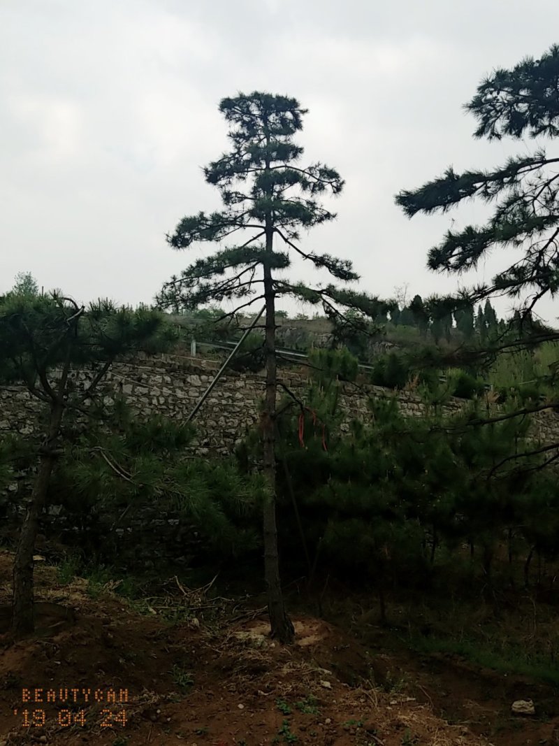 造型油松，地径24_28七米高