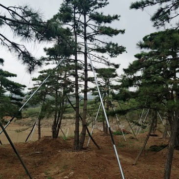 造型油松，地径24_28七米高