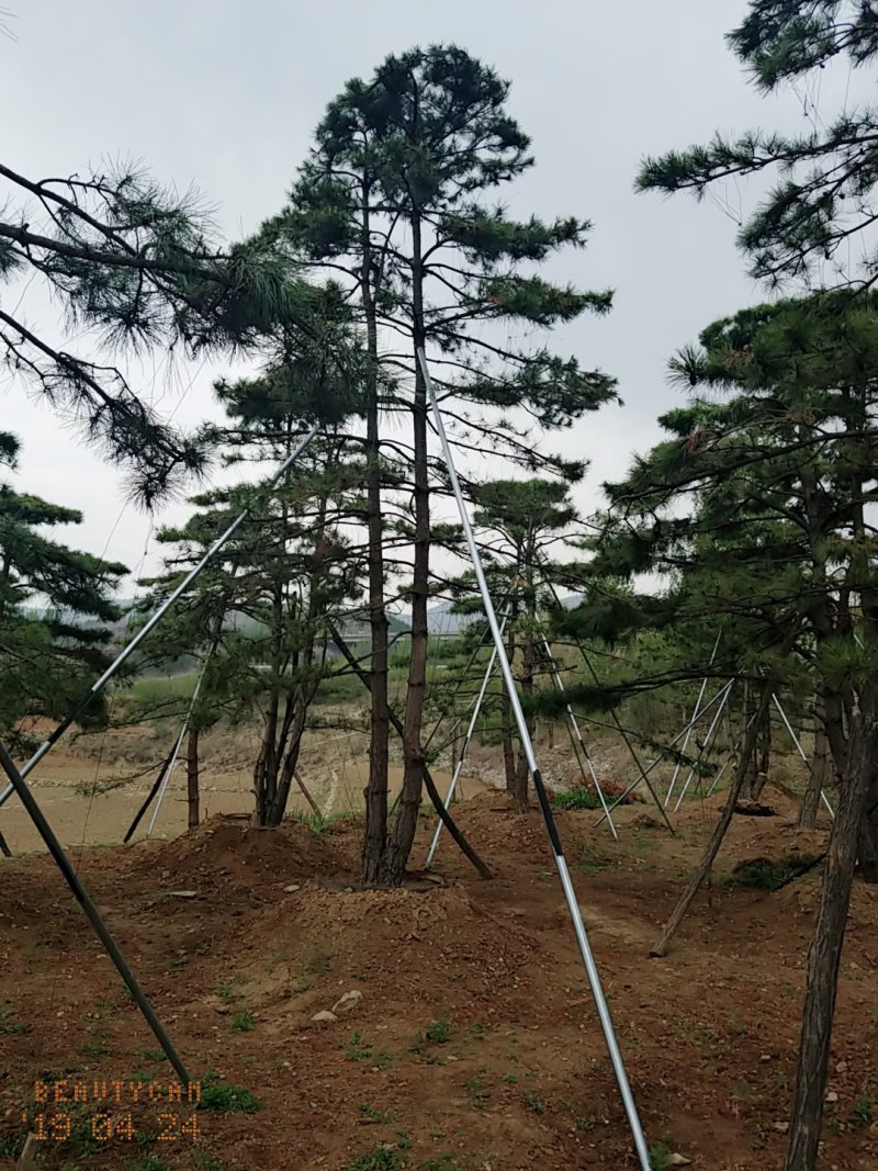 造型油松，地径24_28七米高