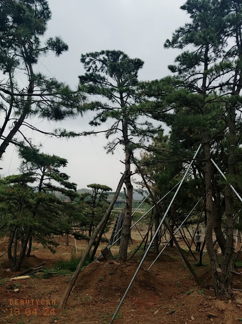 造型油松，地径24_28七米高