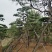 造型油松，地径24_28七米高