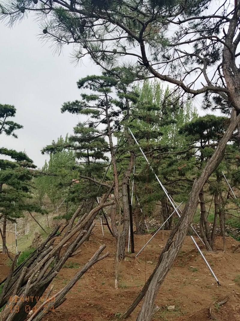 造型油松，地径24_28七米高