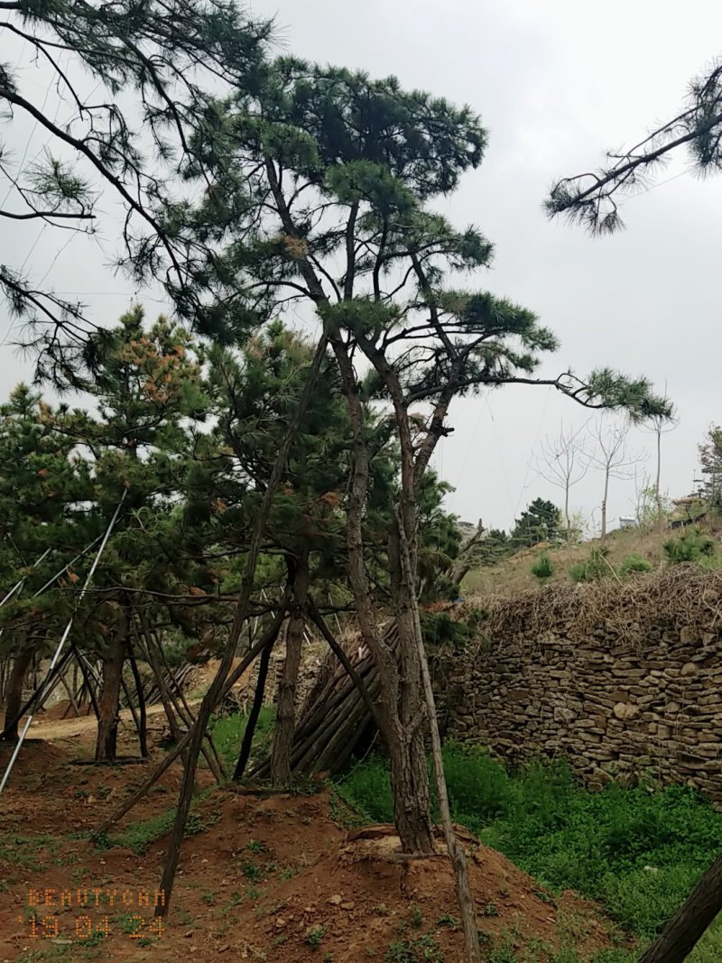 造型油松，地径24_28七米高