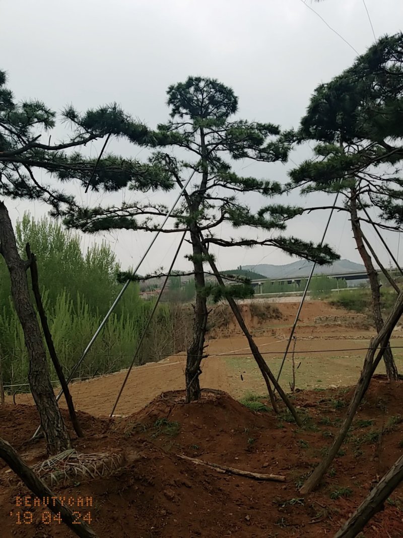 造型油松，地径24_28七米高