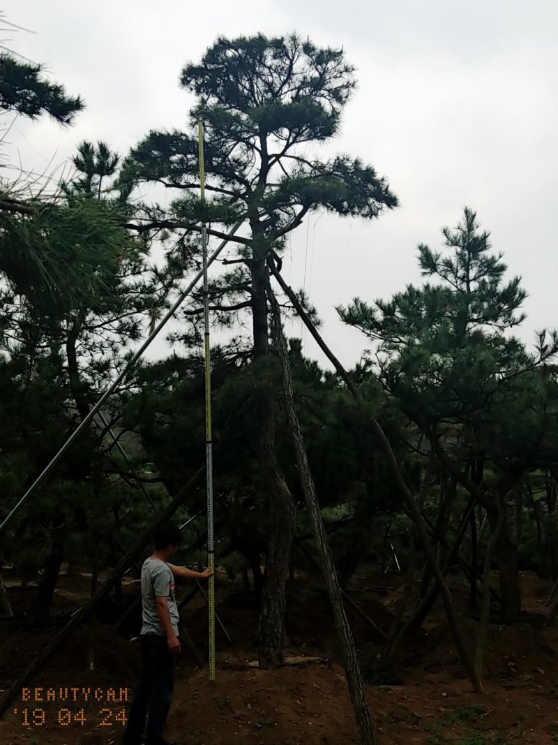 造型油松，地径24_28七米高