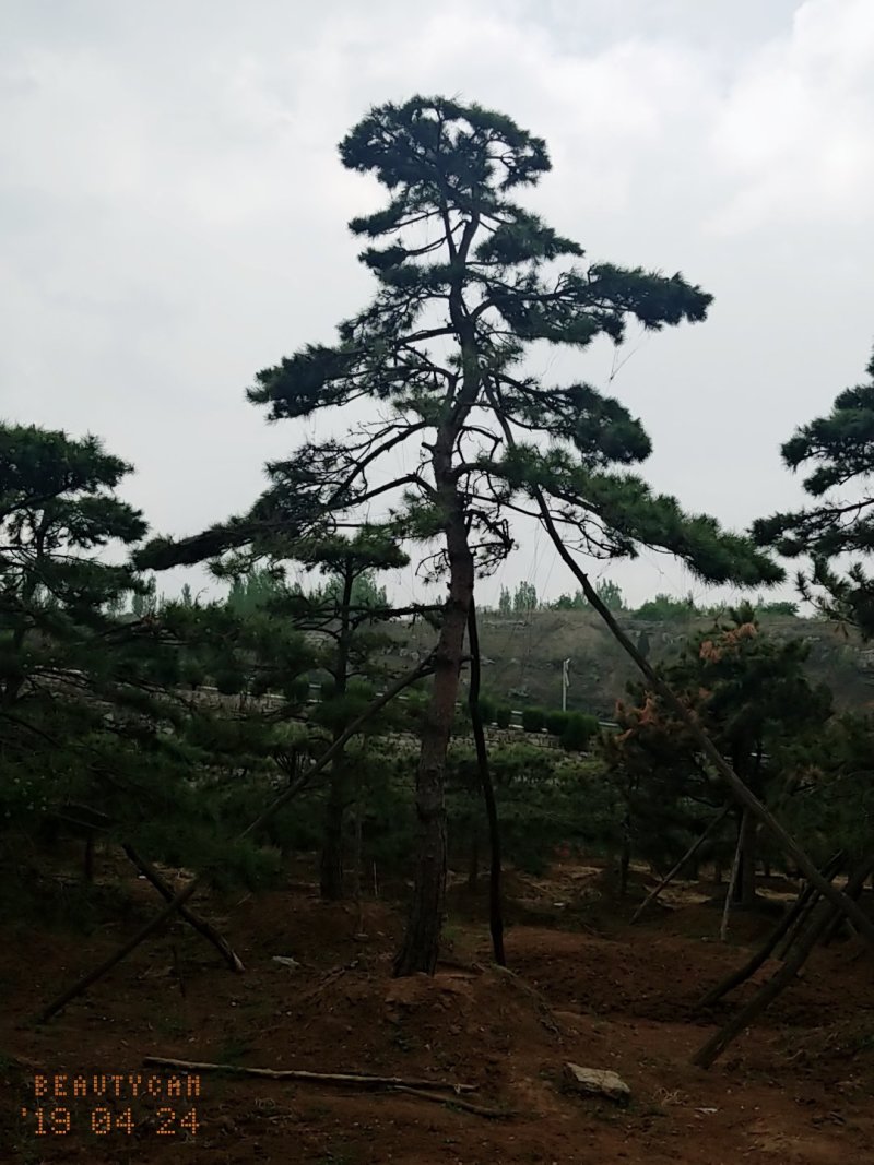 造型油松，地径24_28七米高