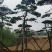 造型油松，地径24_28七米高