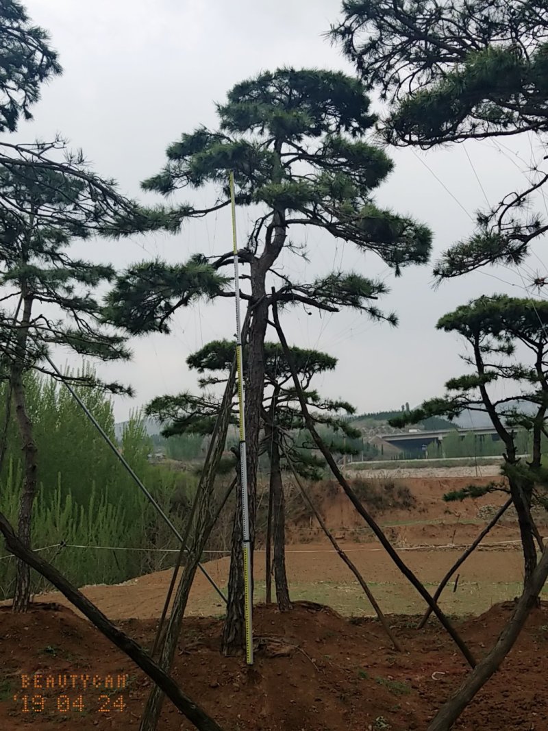 造型油松，地径24_28七米高