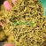 山银花绿化选货2斤起包邮量大从优