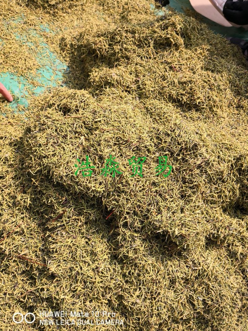 山银花绿化选货2斤起包邮量大从优
