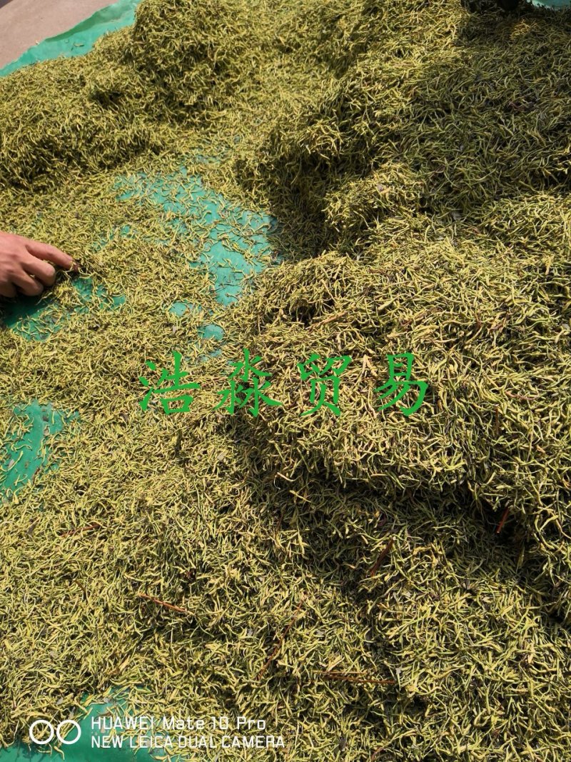 山银花绿化选货2斤起包邮量大从优