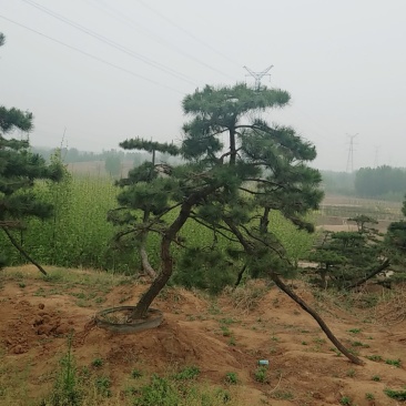 造型油松，三米五高地径15