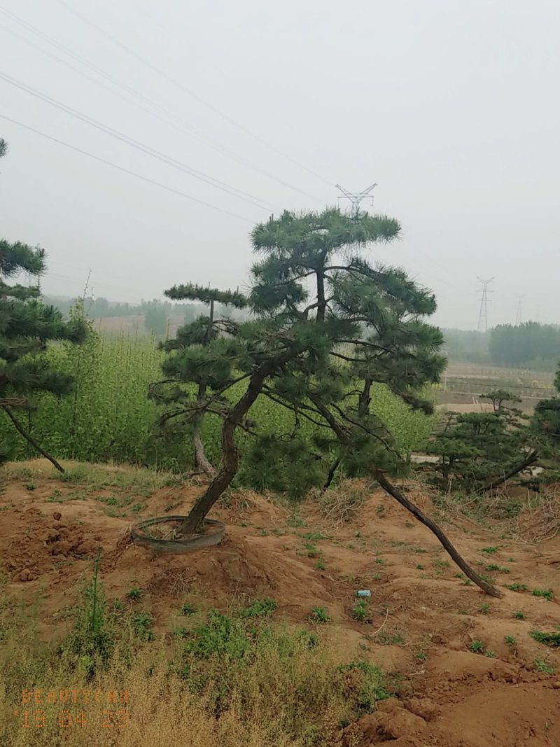 造型油松，三米五高地径15
