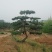 造型油松，三米五高地径15