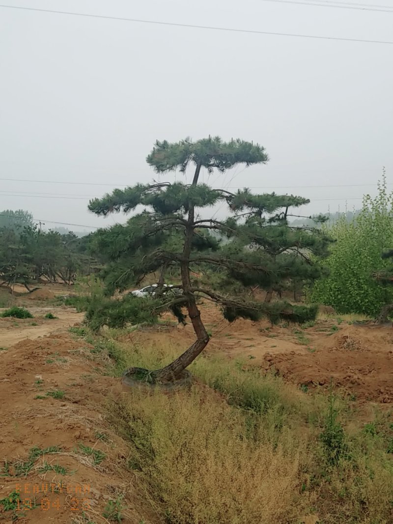 造型油松，三米五高地径15