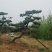 造型油松，三米五高地径15