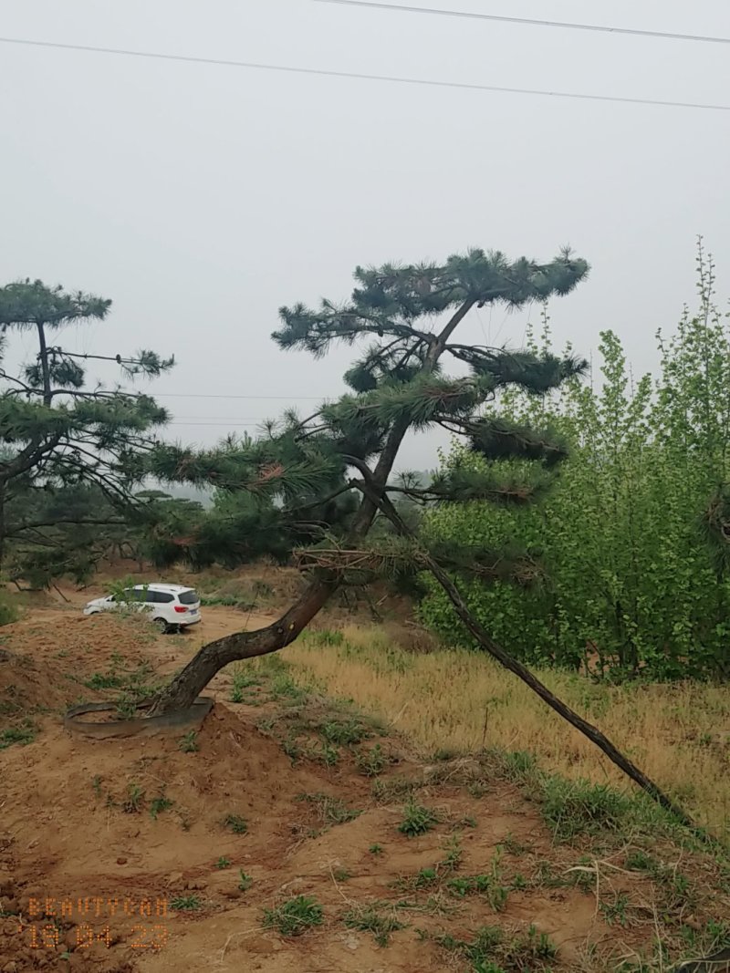 造型油松，三米五高地径15