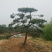 造型油松，三米五高地径15