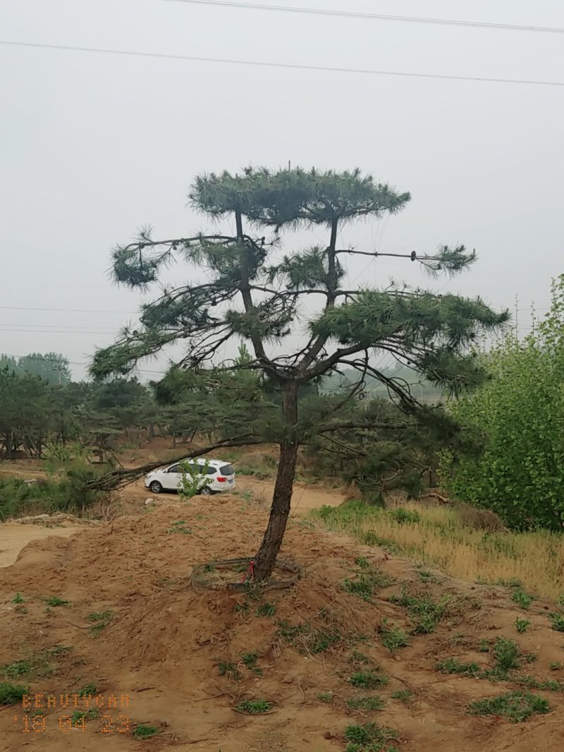 造型油松，三米五高地径15