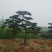 造型油松，三米五高地径15