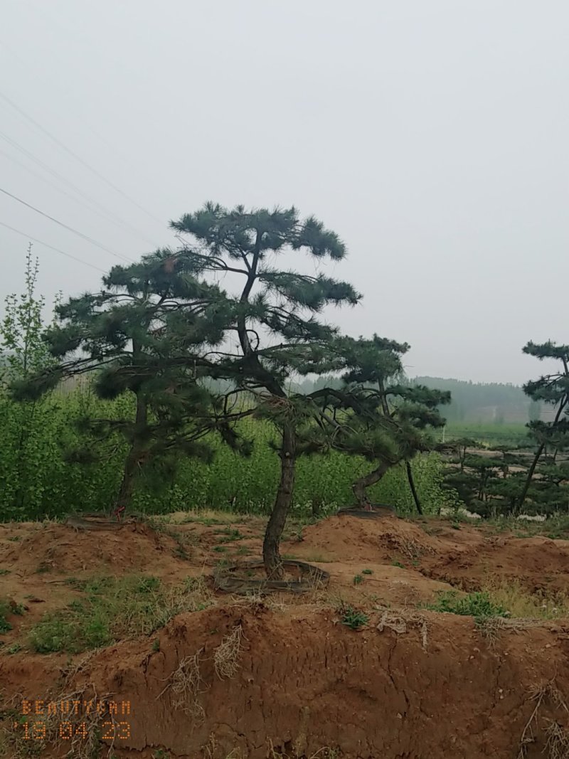 造型油松，三米五高地径15