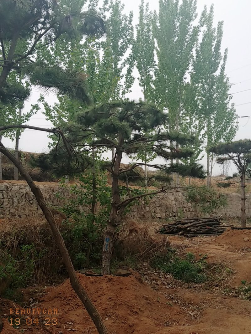 造型油松，三米五高地径15