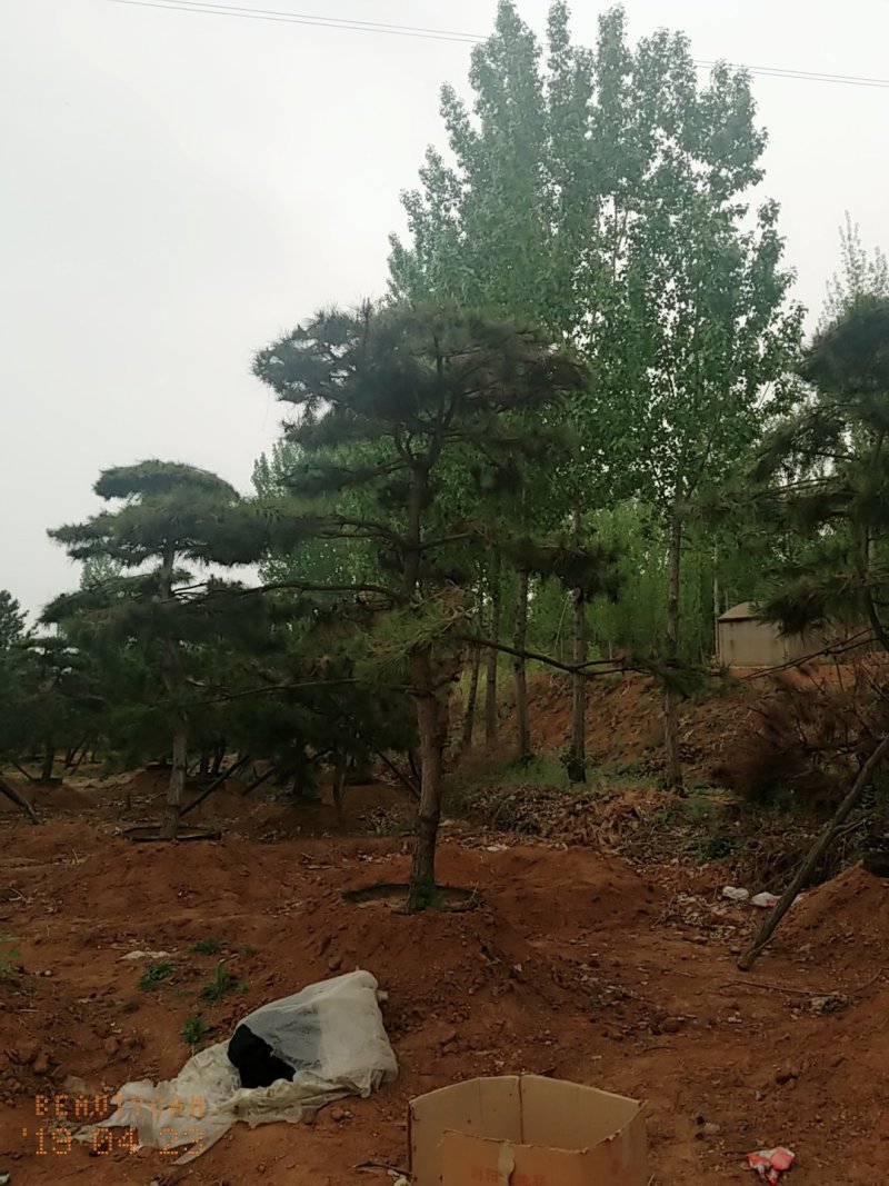 造型油松，三米五高地径15