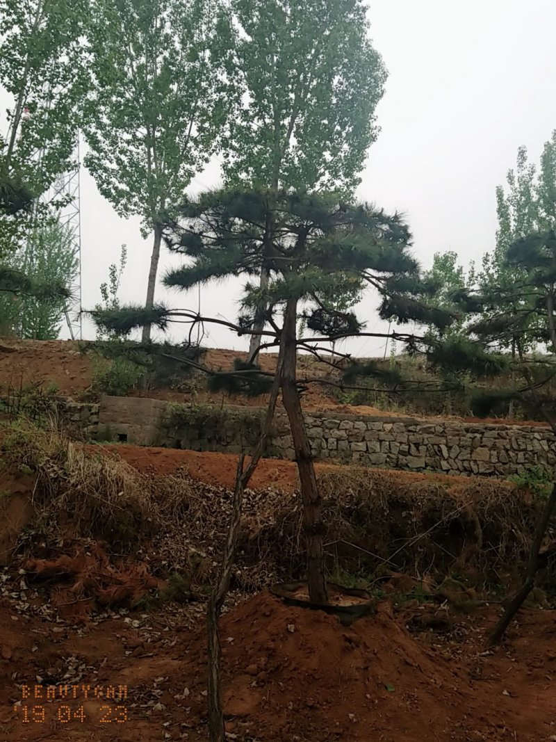 造型油松，三米五高地径15