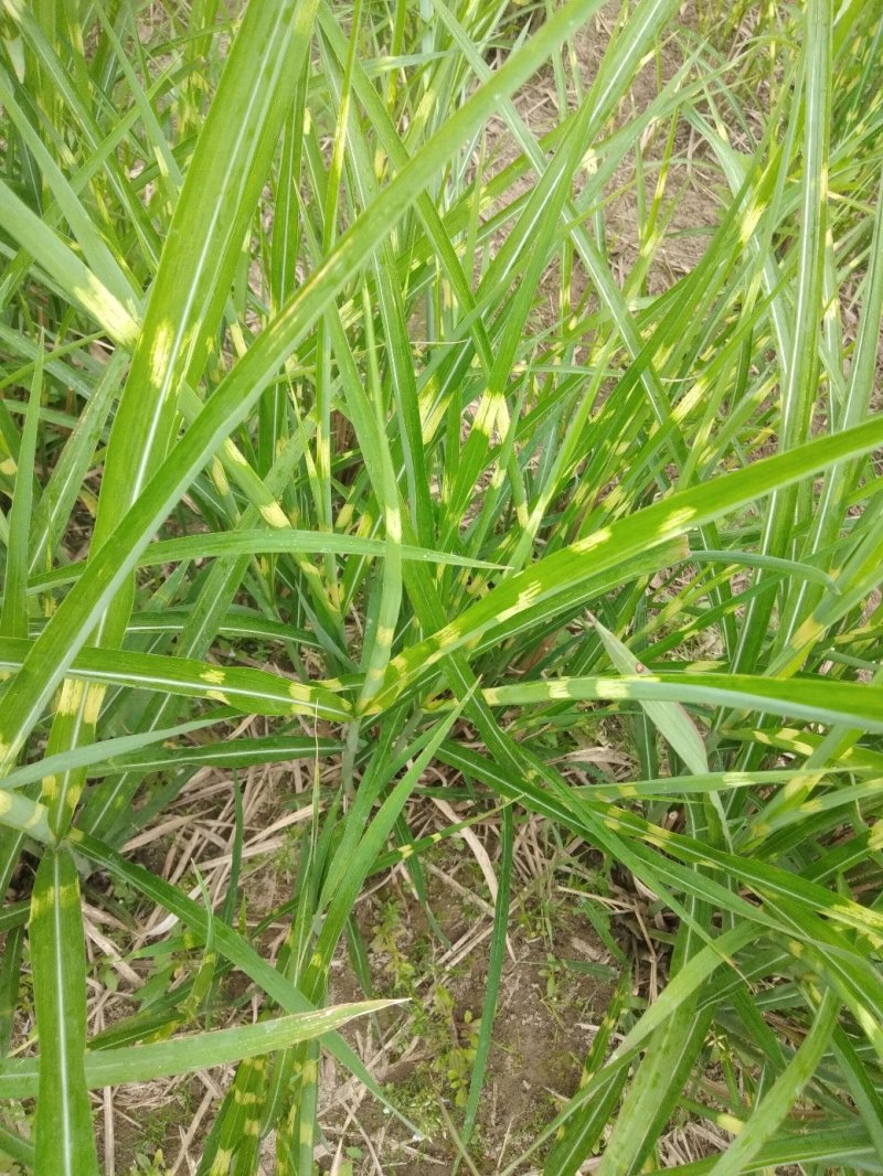 斑叶芒！农户价（数量足，价格优.质量好）欢迎各位老板采购