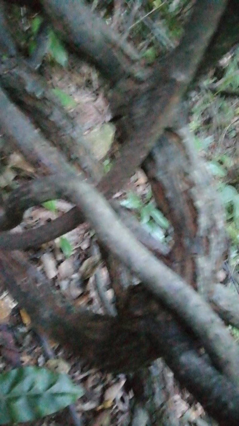 黑老虎