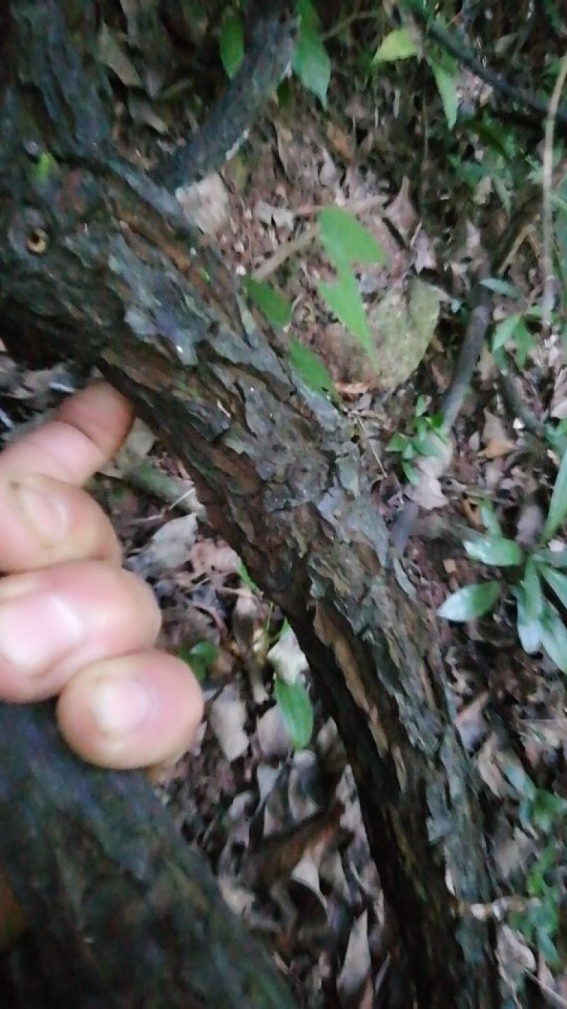 黑老虎