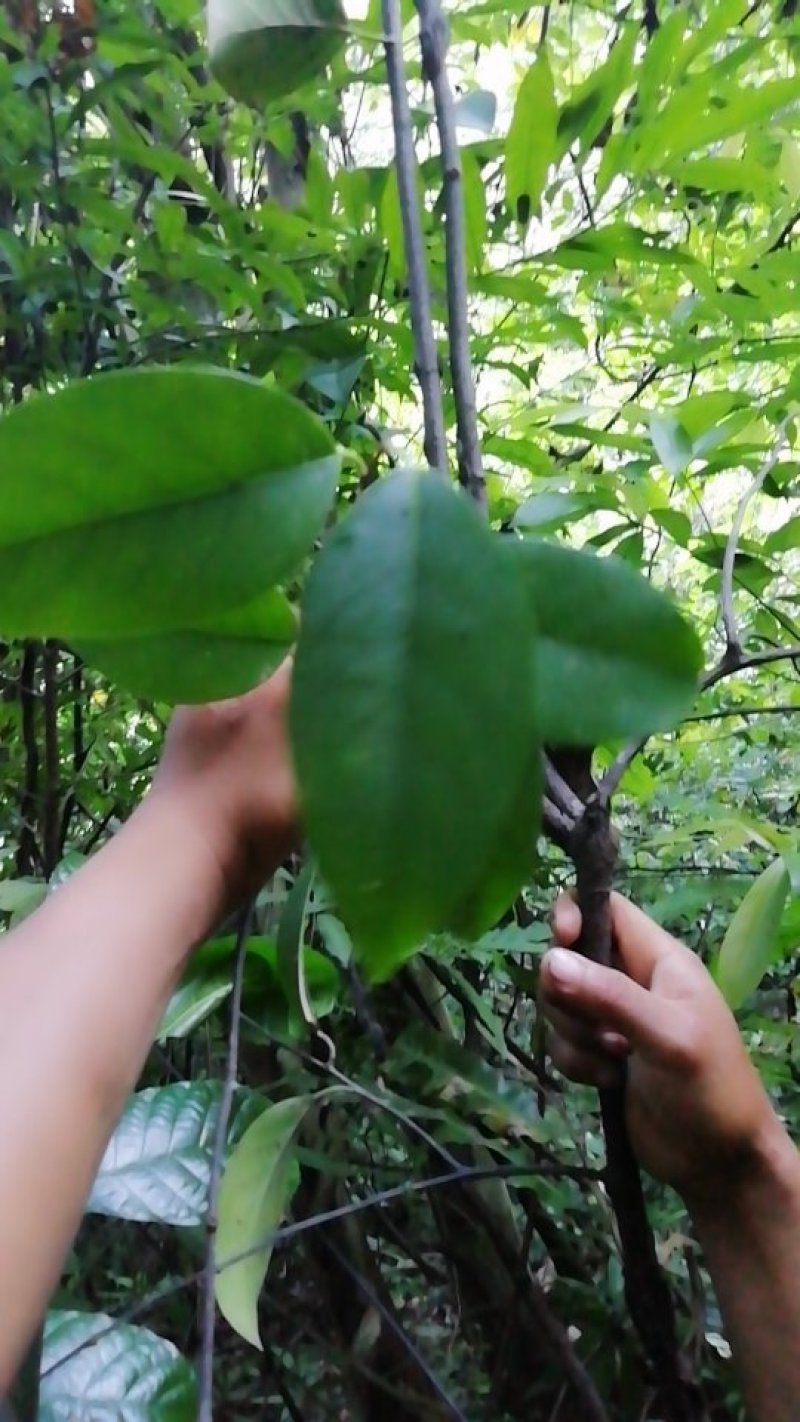 黑老虎