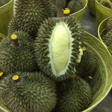 金枕榴莲