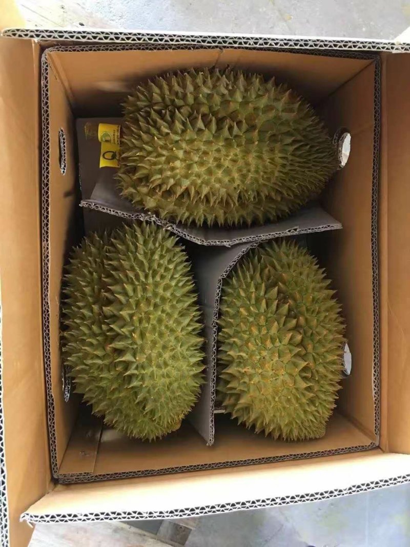 金枕榴莲