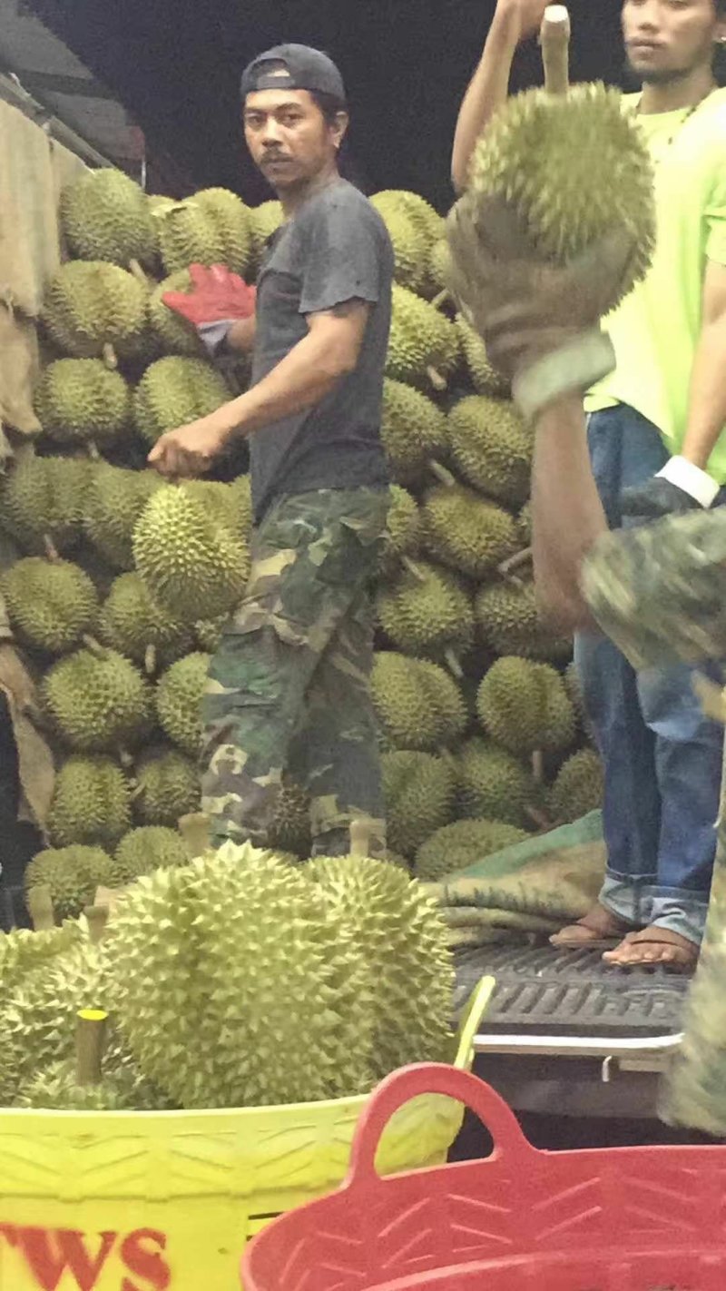 金枕榴莲