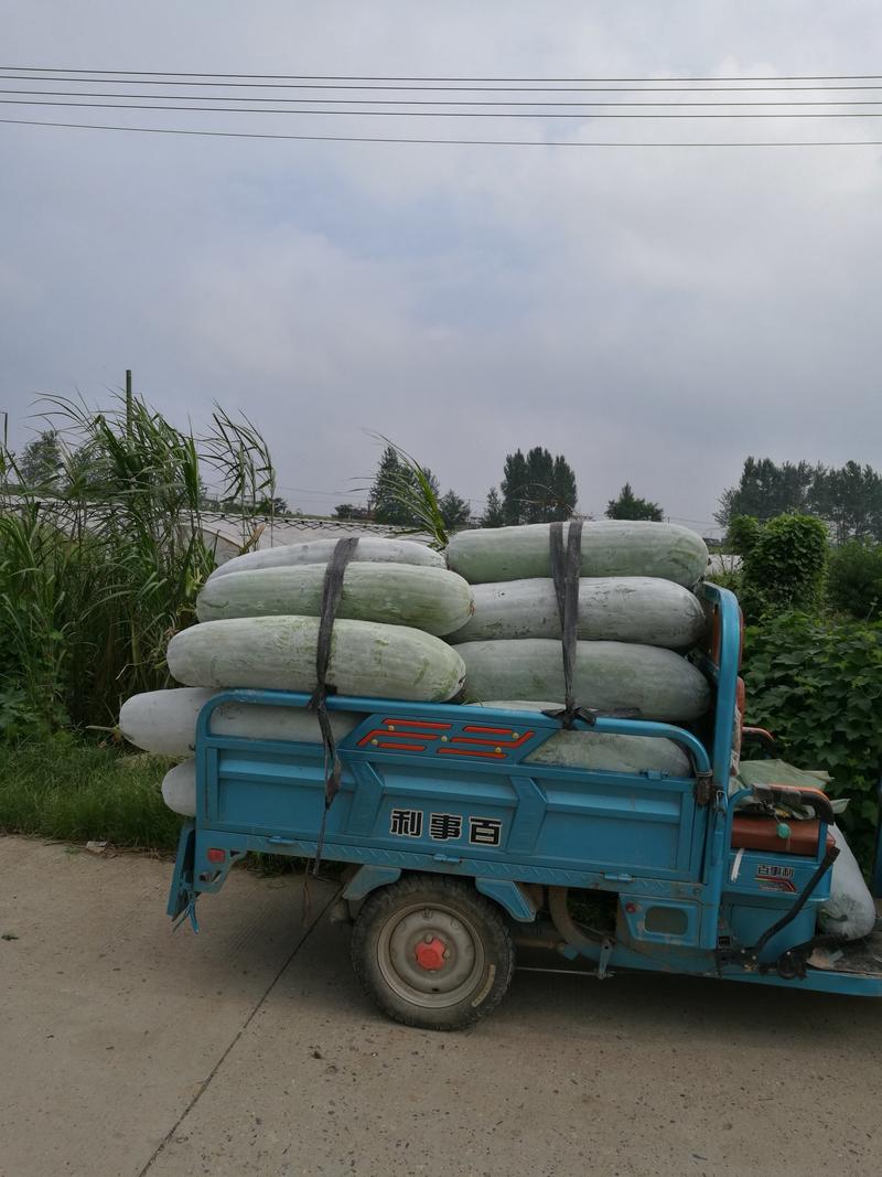 芜湖精品白皮长白条冬瓜30斤以上，产地直供保质保量