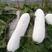芜湖精品白皮长白条冬瓜30斤以上，产地直供保质保量