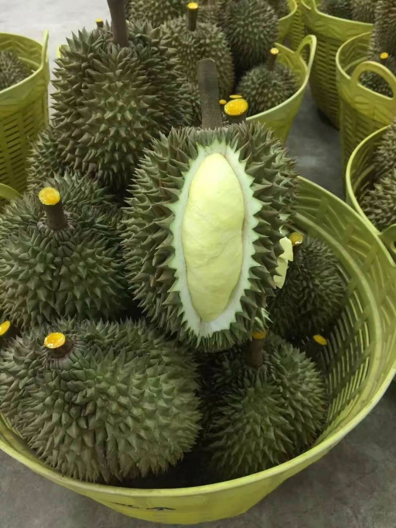 金枕榴莲